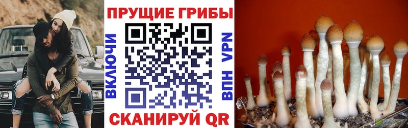 Псилоцибиновые грибы Magic Shrooms  купить наркоту  Болхов 